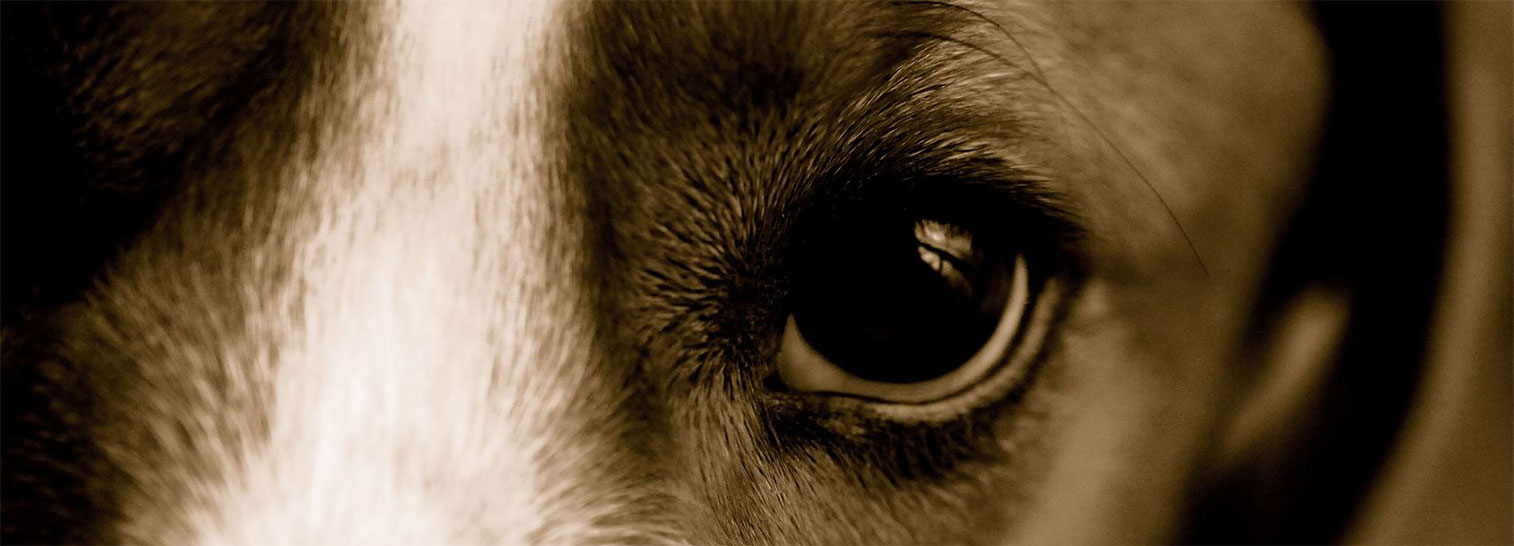 Grafik Tierarztpraxis Borggräfe